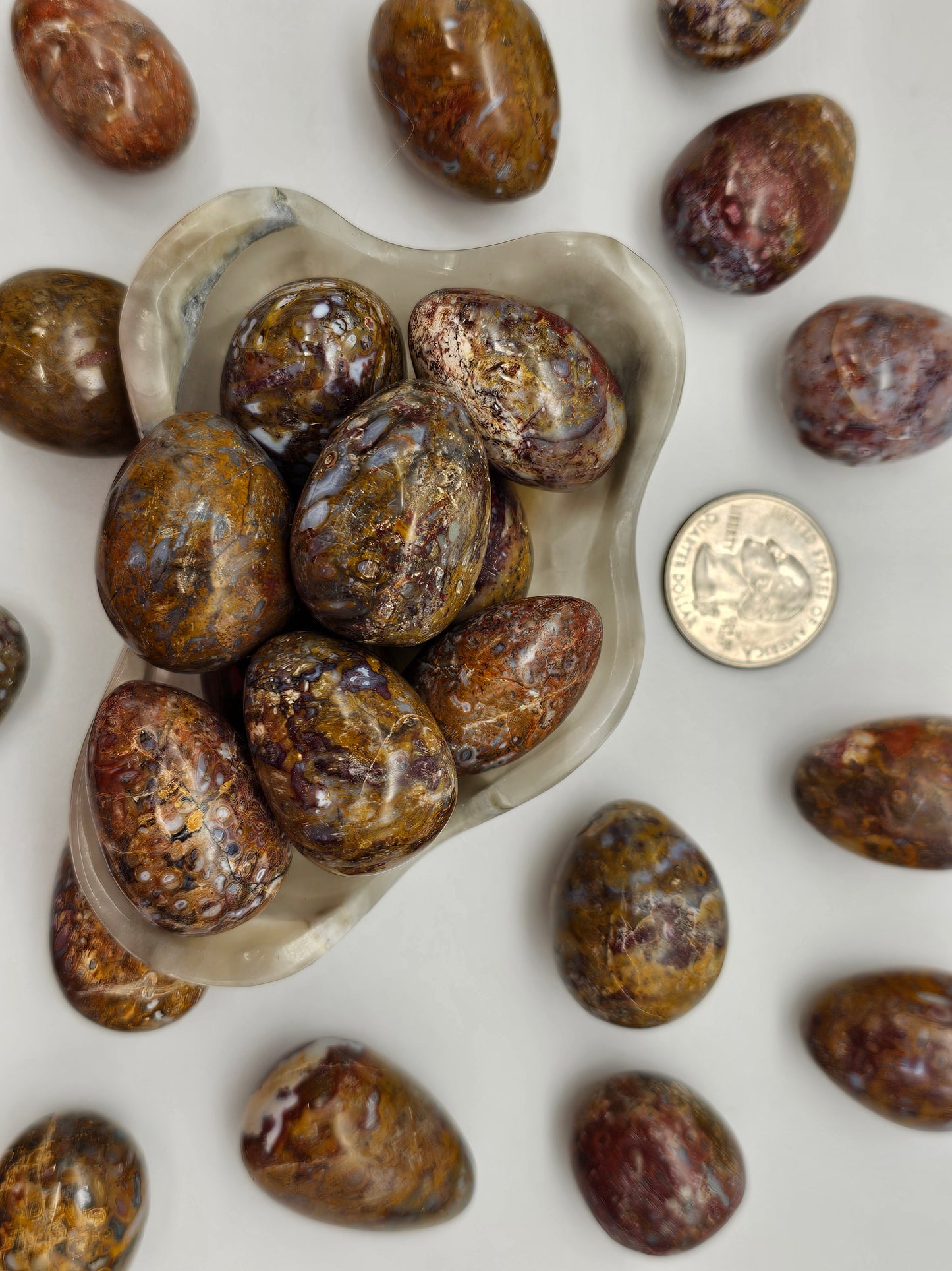 Fossilized Cocoon Eggs - alternate view