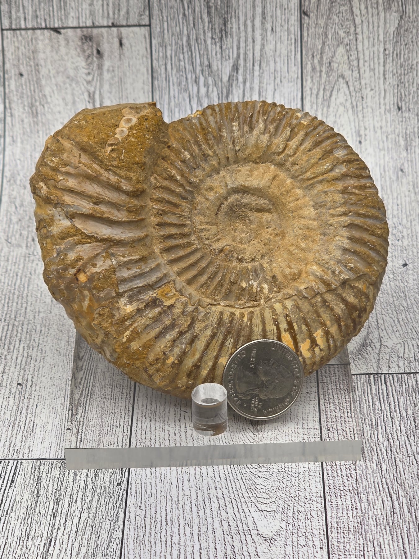 Fossilized Ammonite