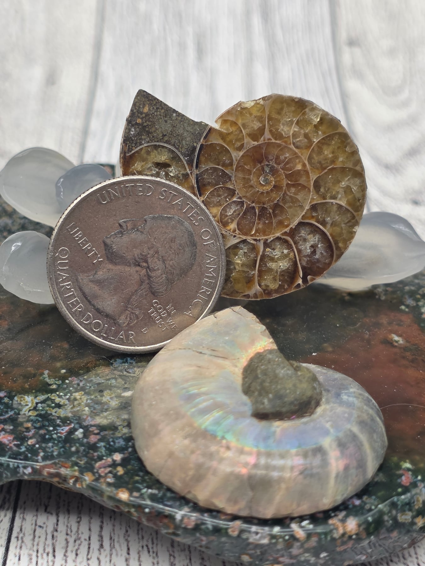 Ammonite Fossil Pair