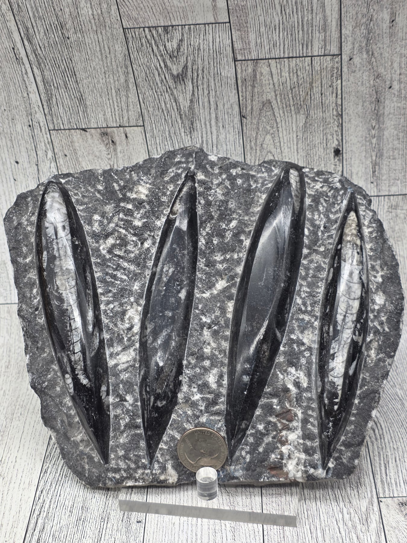 Orthoceras Fossil Slab