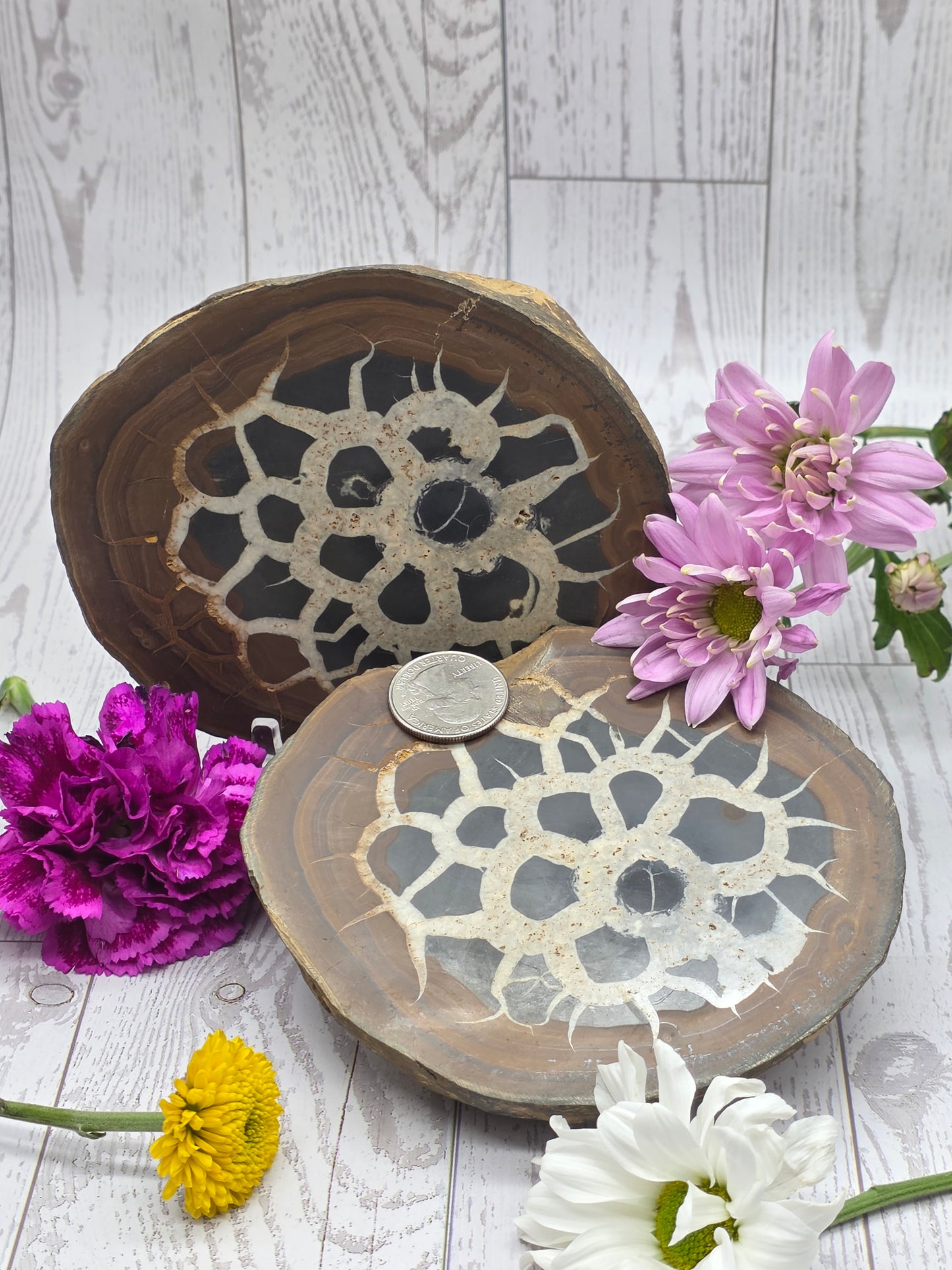Septarian Nodule Set