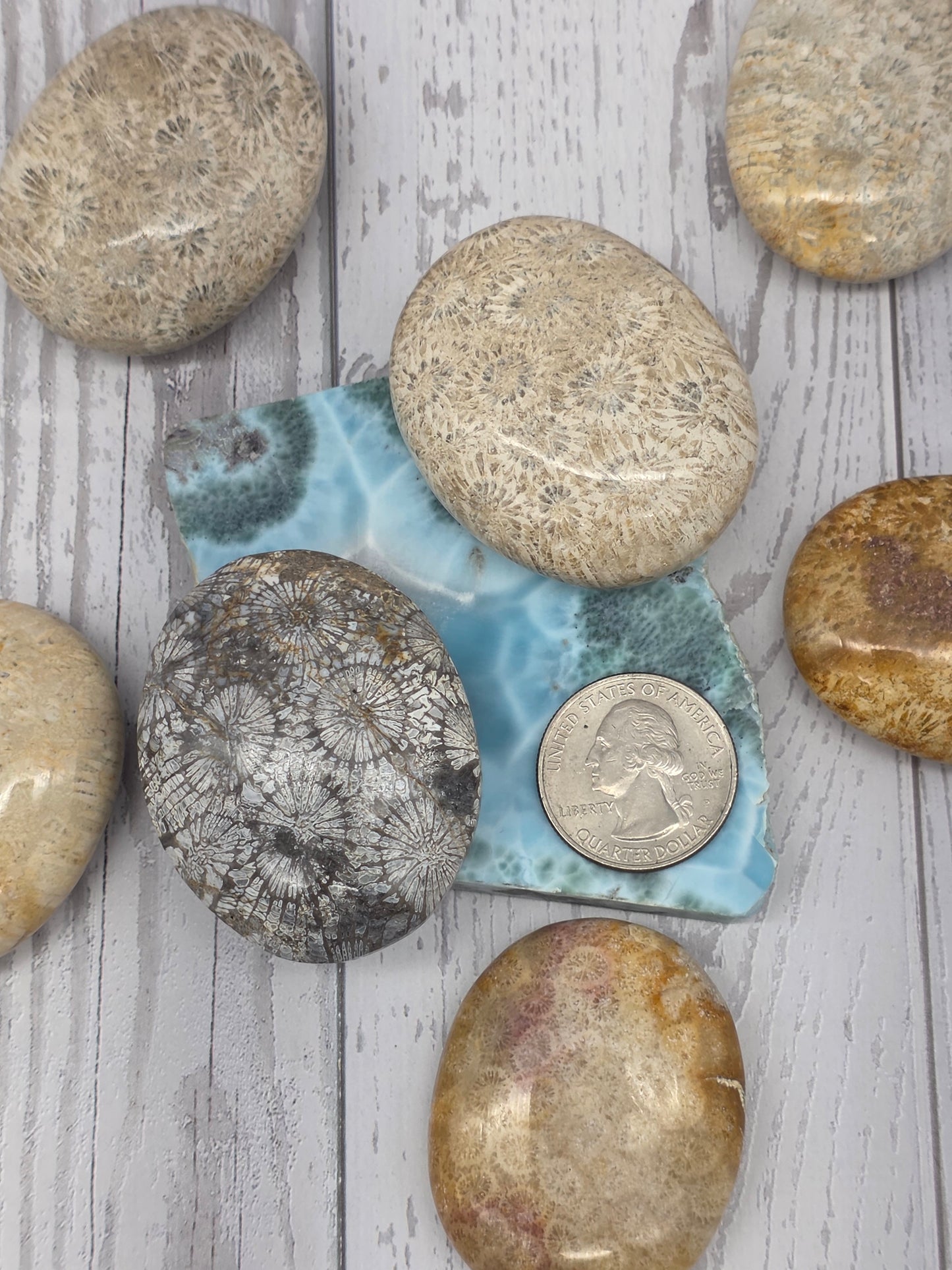 Fossilized Coral Palm Stones