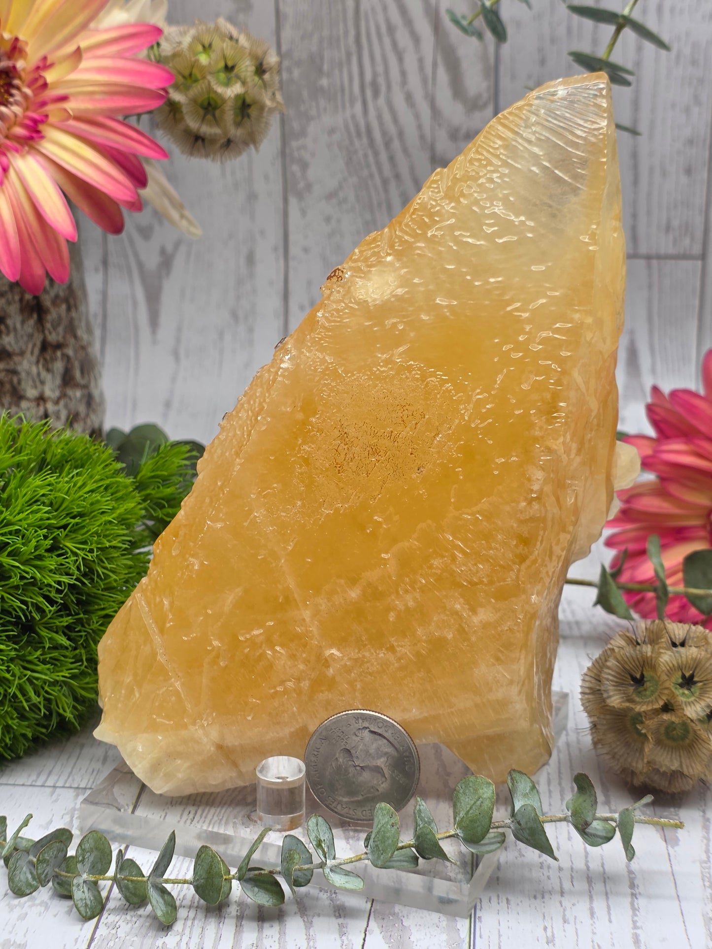 Honey Calcite Tooth