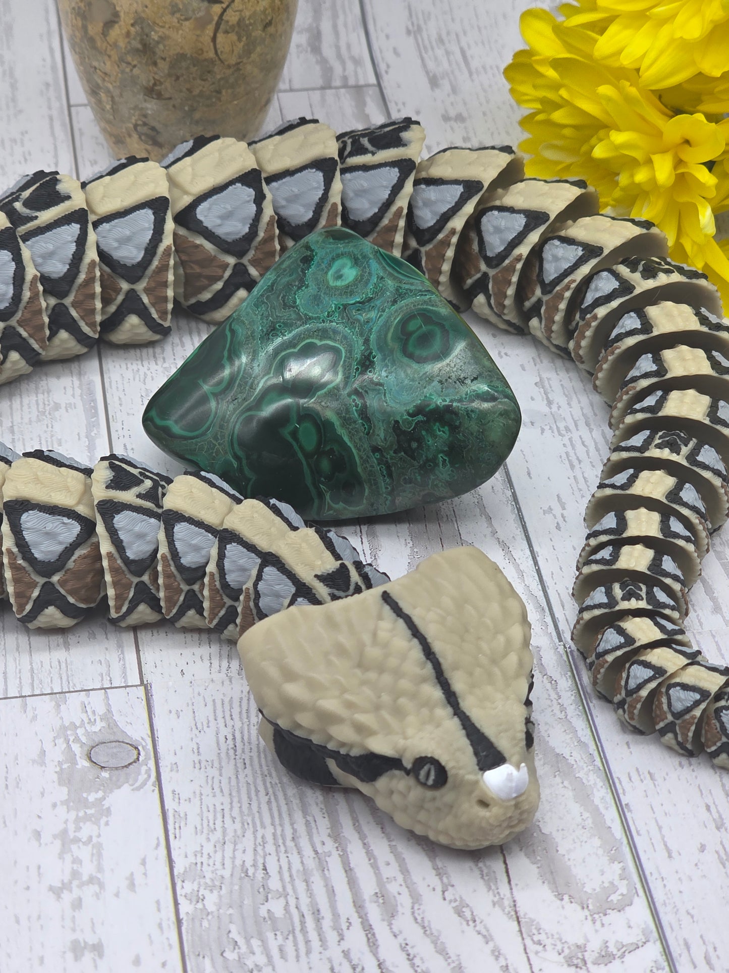 Malacholla Freeform