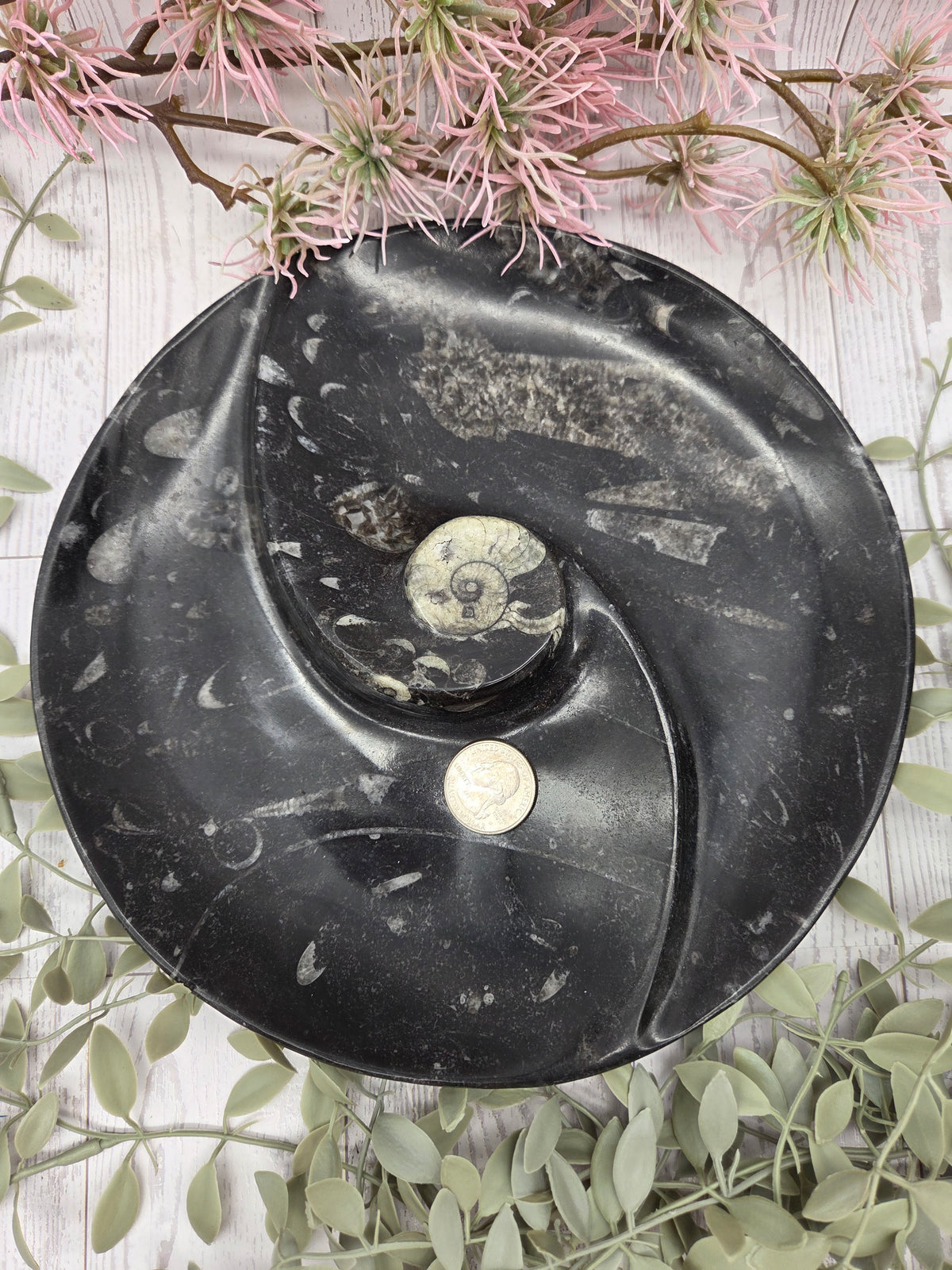 Orthoceras Divided Plate