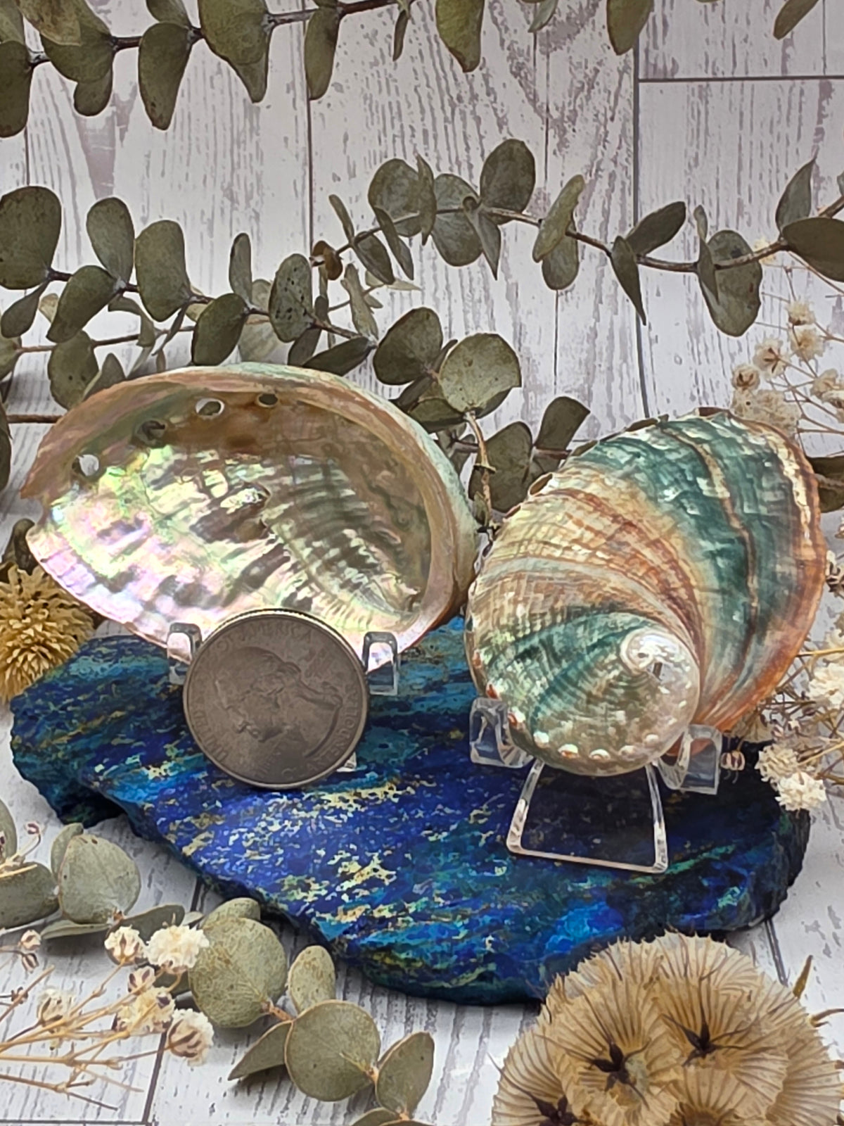 Mini Abalone Shell