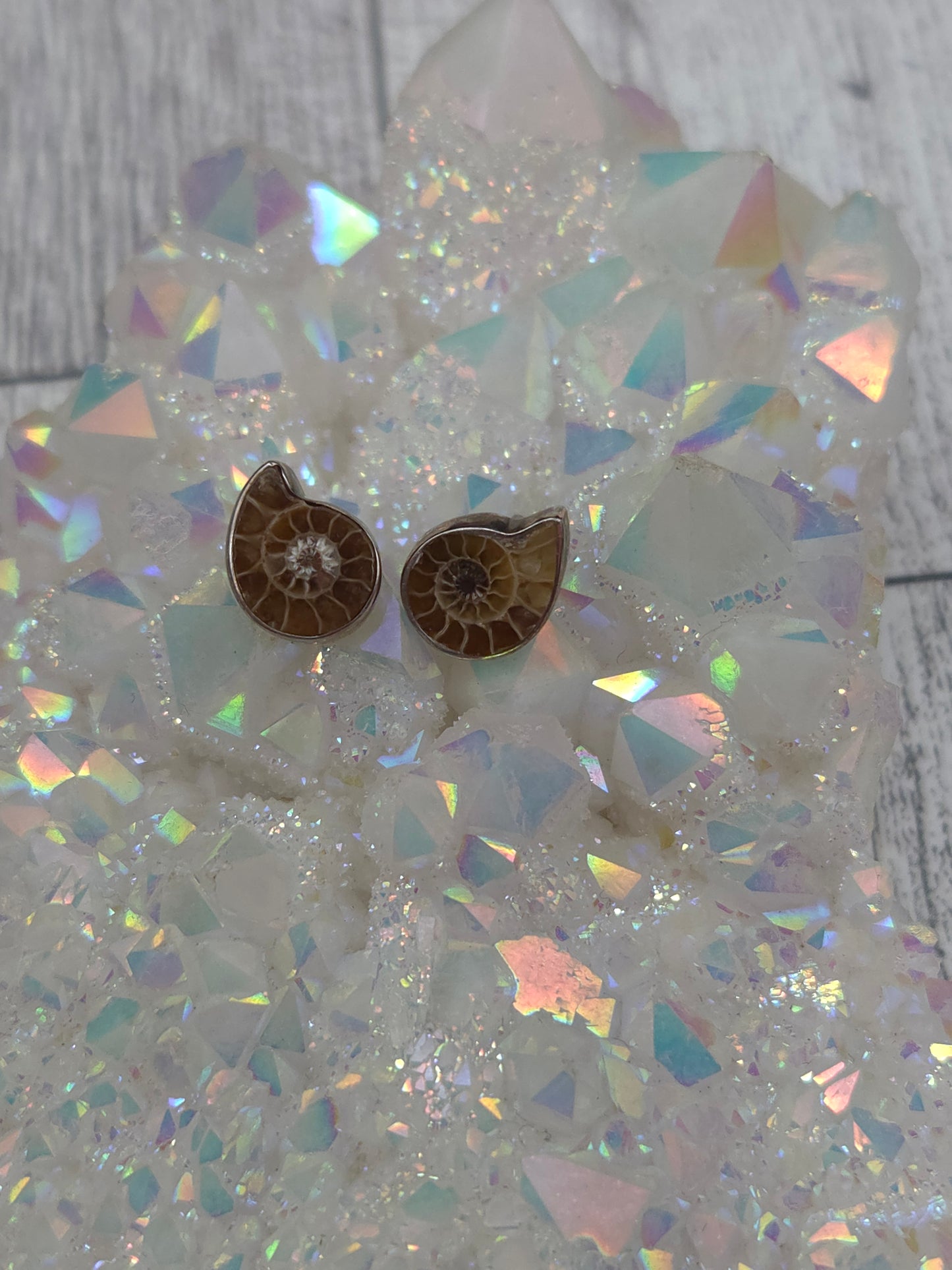 Ammonite Post Earrings