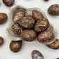 Fossilized Cocoon Eggs