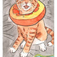 Kitten Oracle Deck