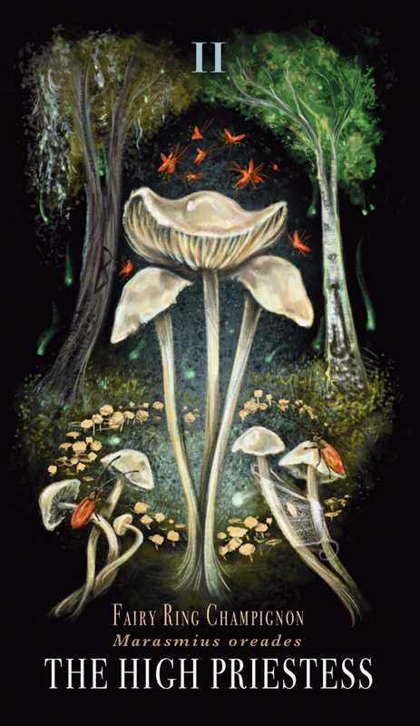 Midnight Magic Mushroom Tarot Deck