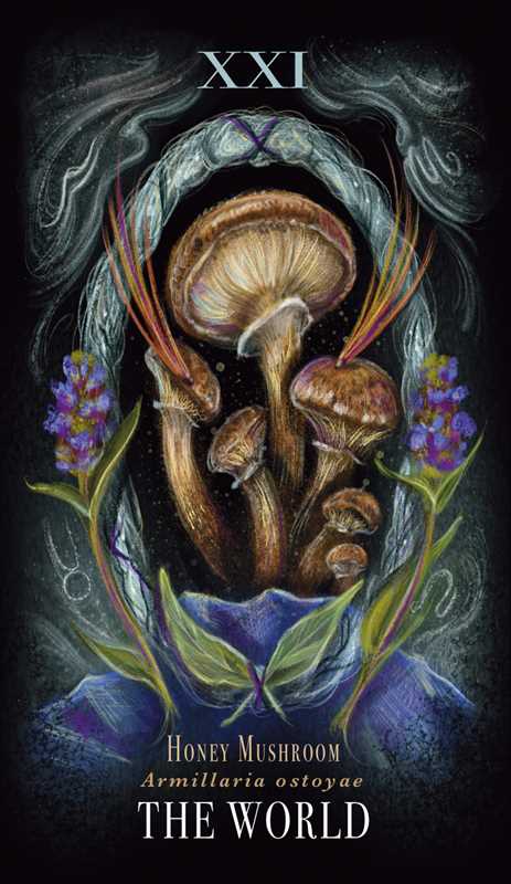 Midnight Magic Mushroom Tarot Deck