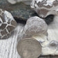 Snakeskin Agate Raw Fire Agate