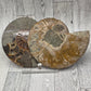 Ammonite Fossil Set