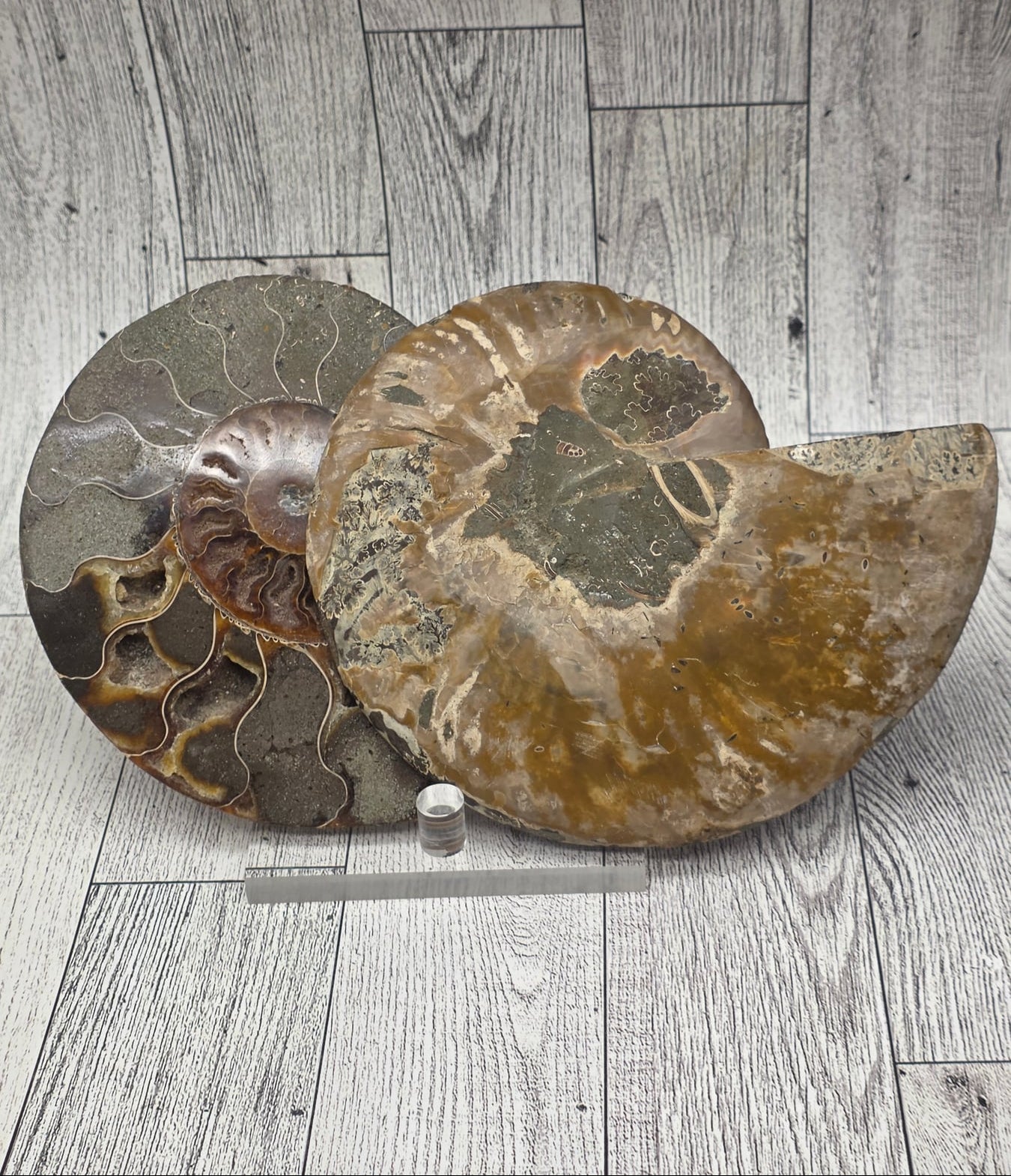 Ammonite Fossil Set