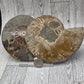 Ammonite Fossil Set