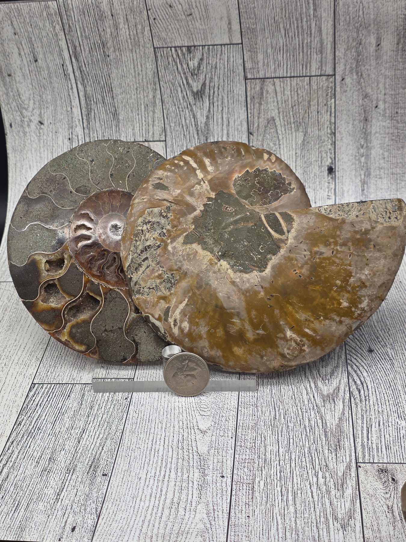 Ammonite Fossil Set