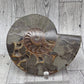 Ammonite Fossil Set
