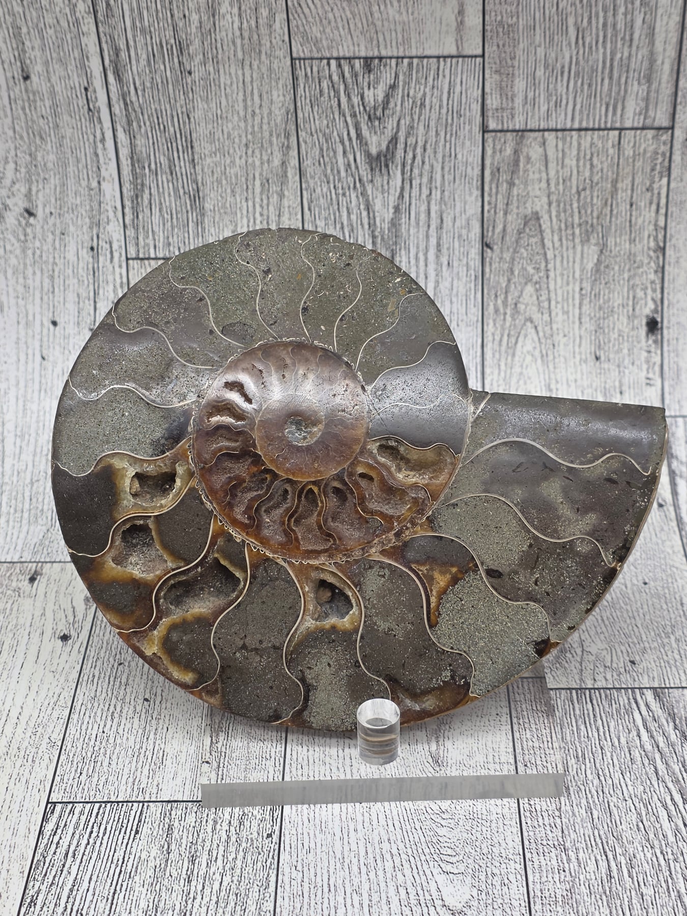 Ammonite Fossil Set