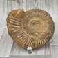 Fossilized Ammonite