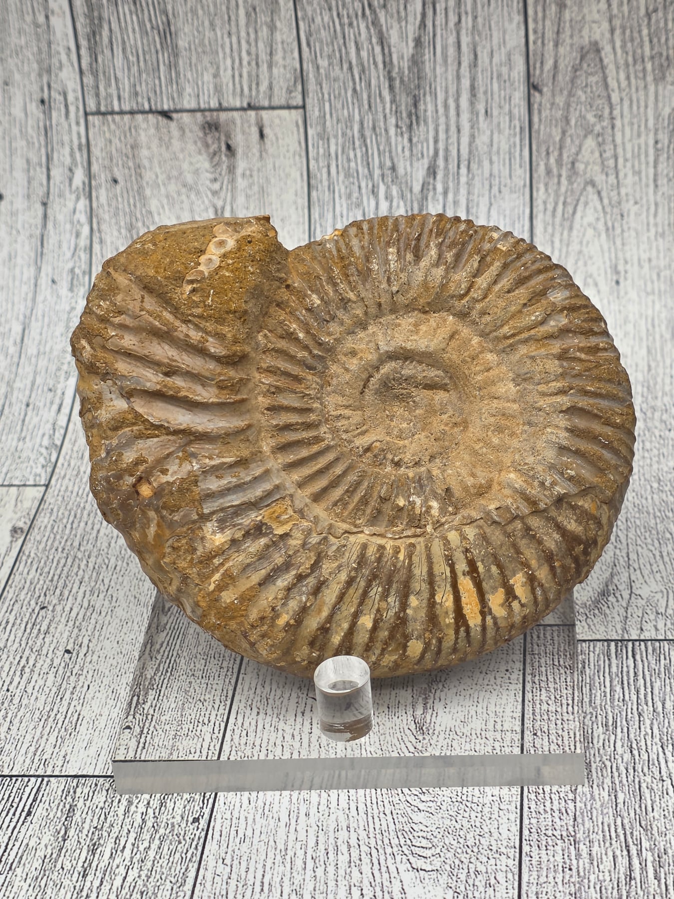 Fossilized Ammonite