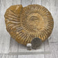 Fossilized Ammonite