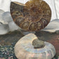 Ammonite Fossil Pair