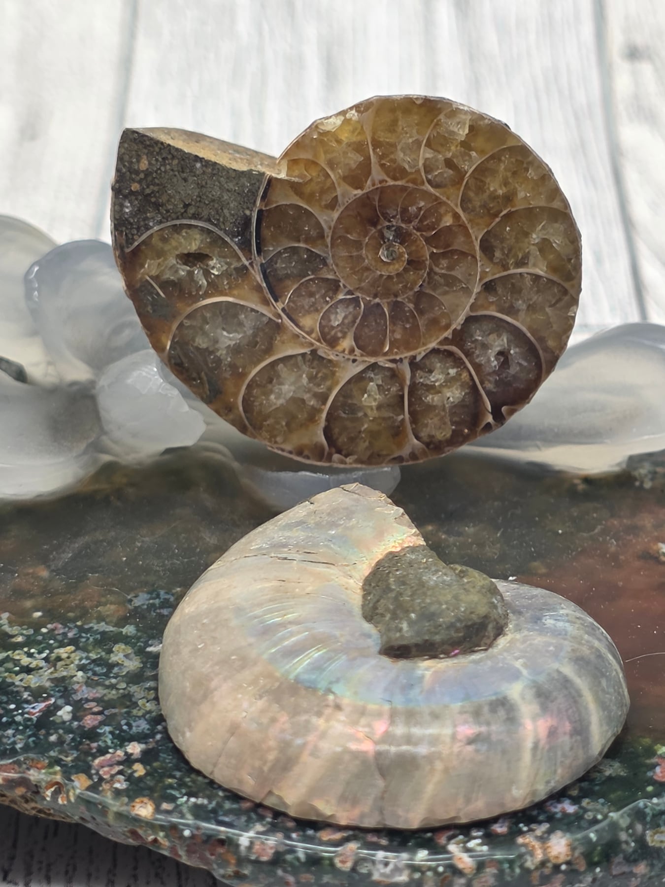 Ammonite Fossil Pair