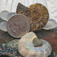 Ammonite Fossil Pair