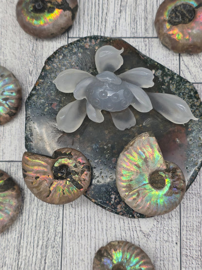 Ammonite Fossil Specimen