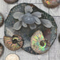 Ammonite Fossil Specimen