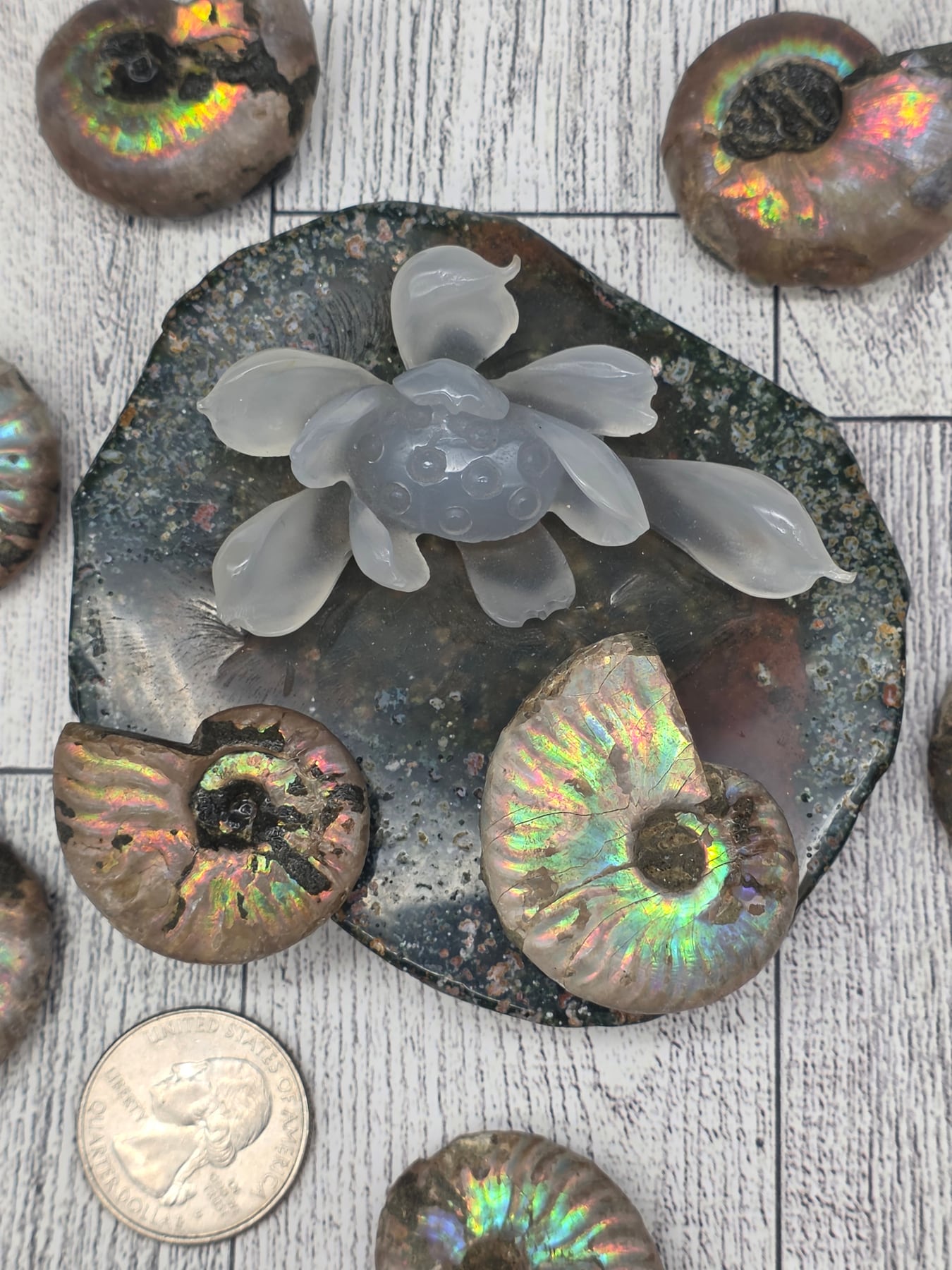 Ammonite Fossil Specimen