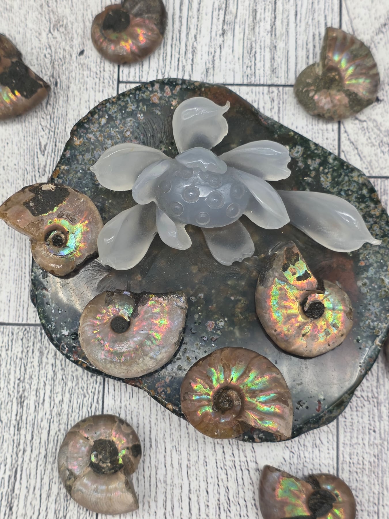 Ammonite Fossil Specimen