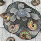 Ammonite Fossil Specimen