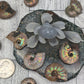 Ammonite Fossil Specimen