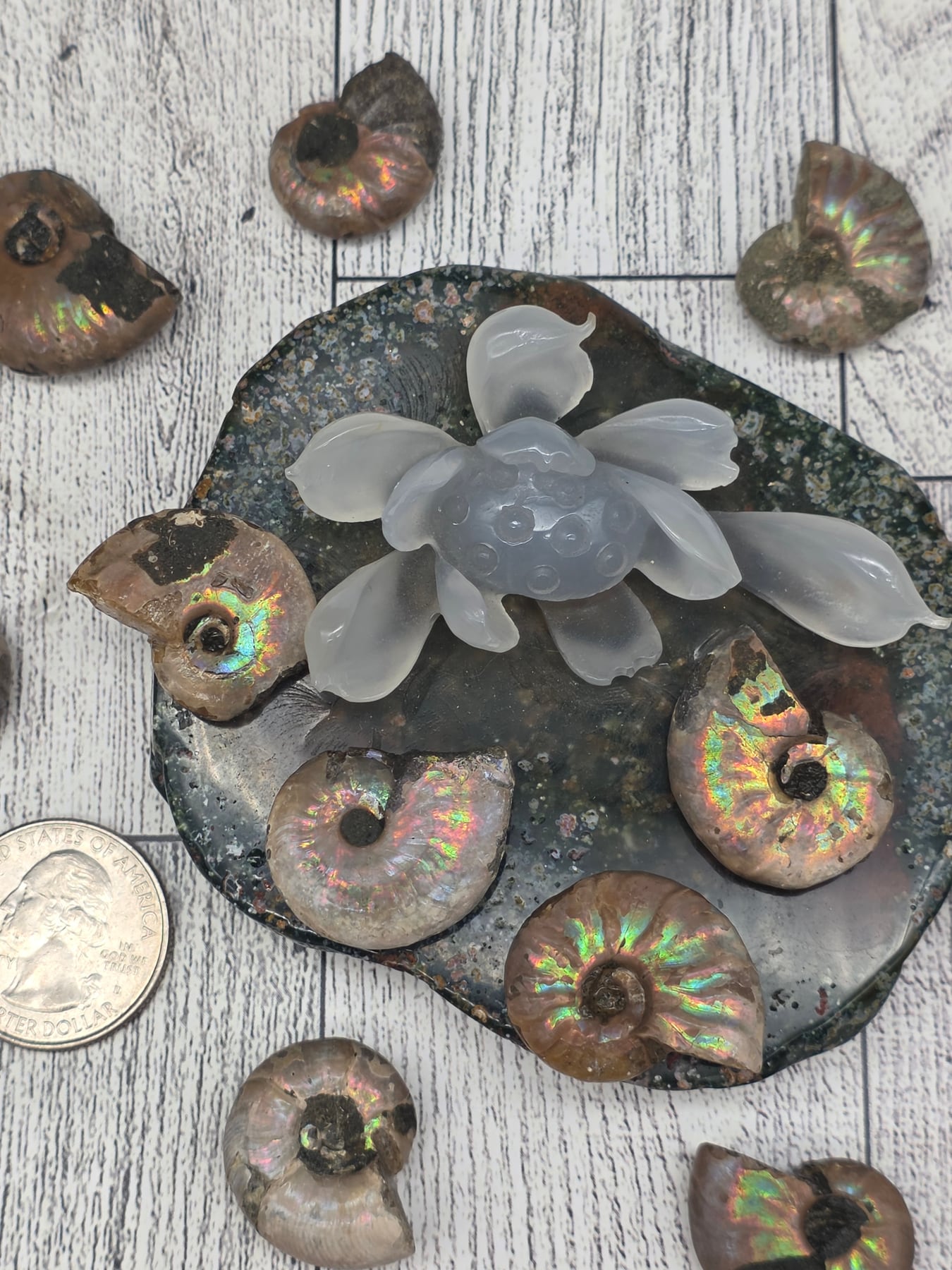 Ammonite Fossil Specimen