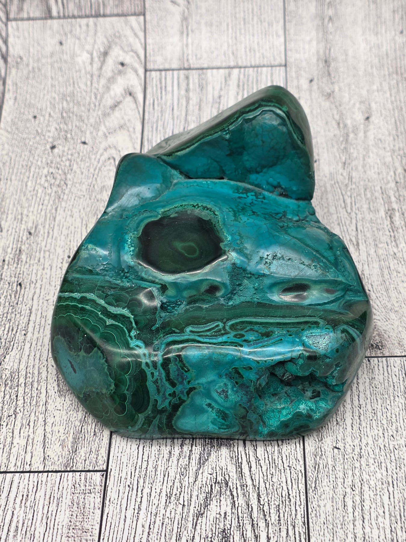 Malacholla Freeform