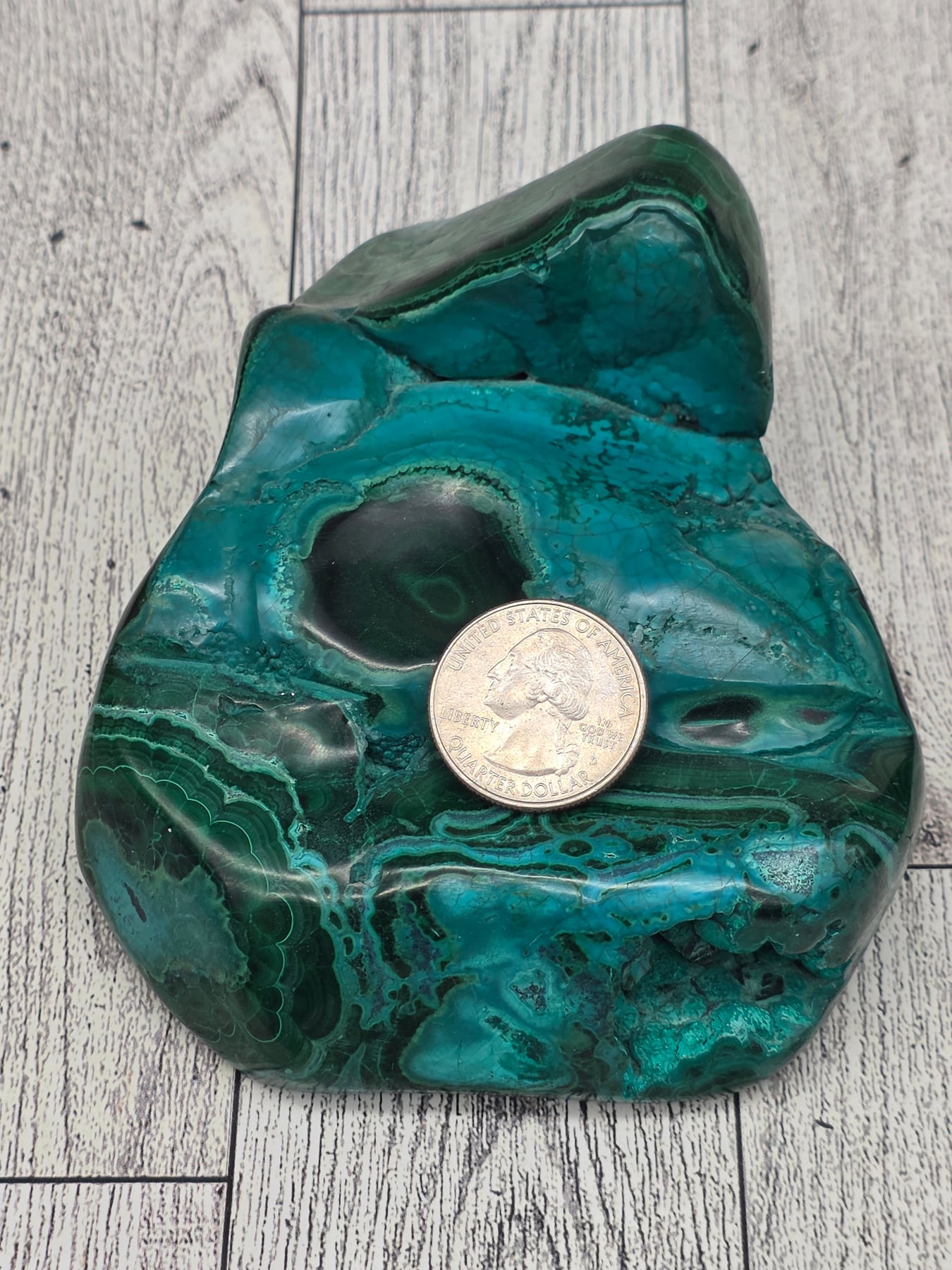 Malacholla Freeform