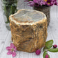Petrified Wood Stump
