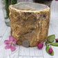Petrified Wood Stump