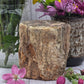 Petrified Wood Stump