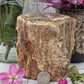 Petrified Wood Stump