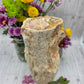 Petrified Wood Stump
