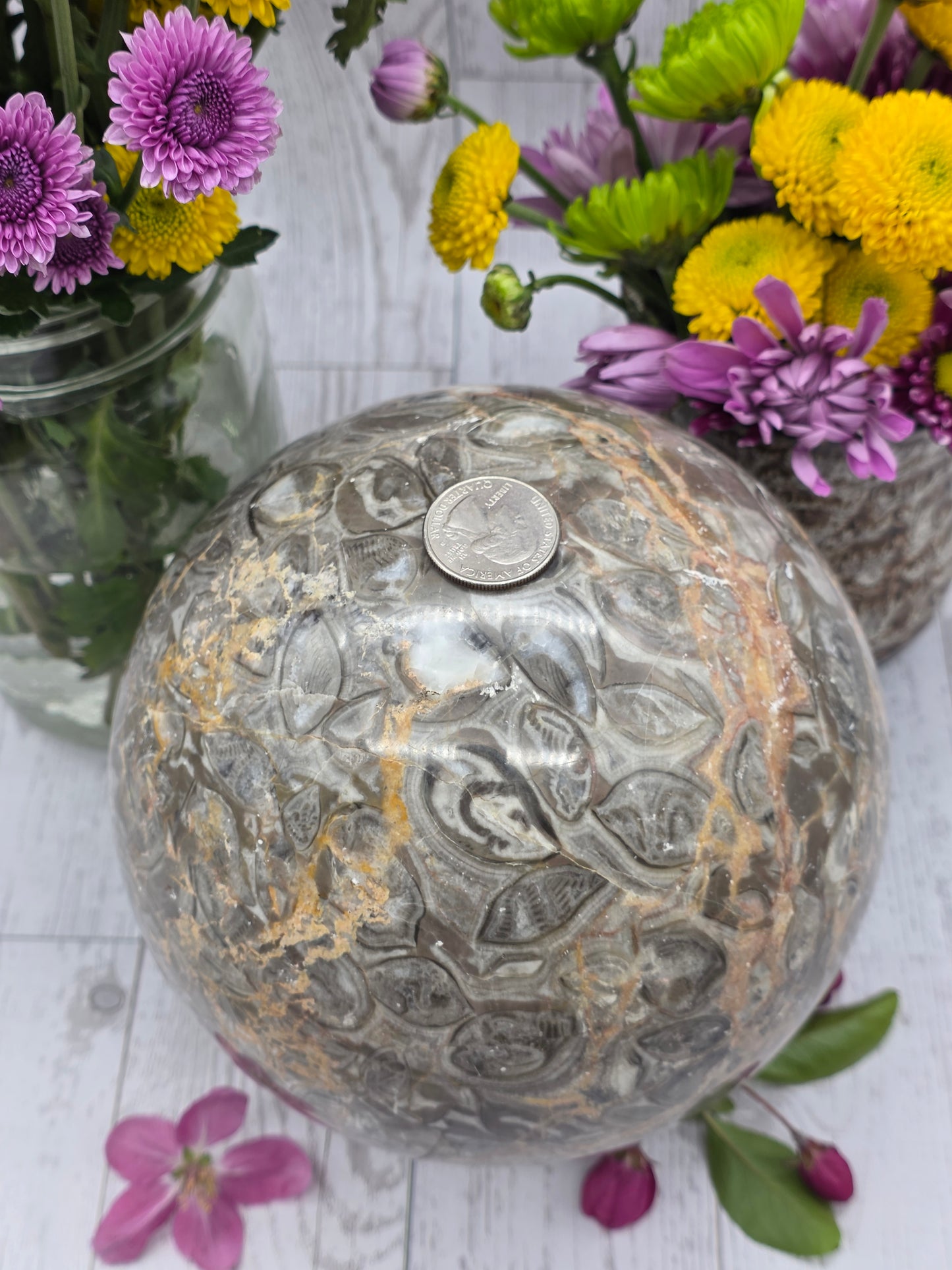 Orthoceras Fossil Sphere