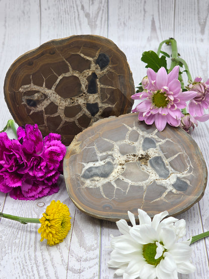 Septarian Nodule Set