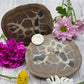 Septarian Nodule Set