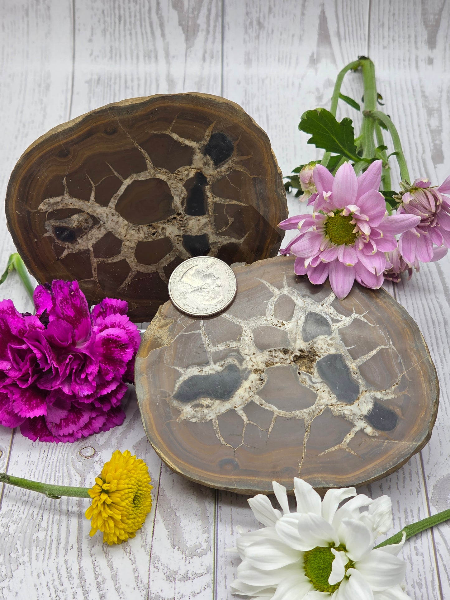 Septarian Nodule Set