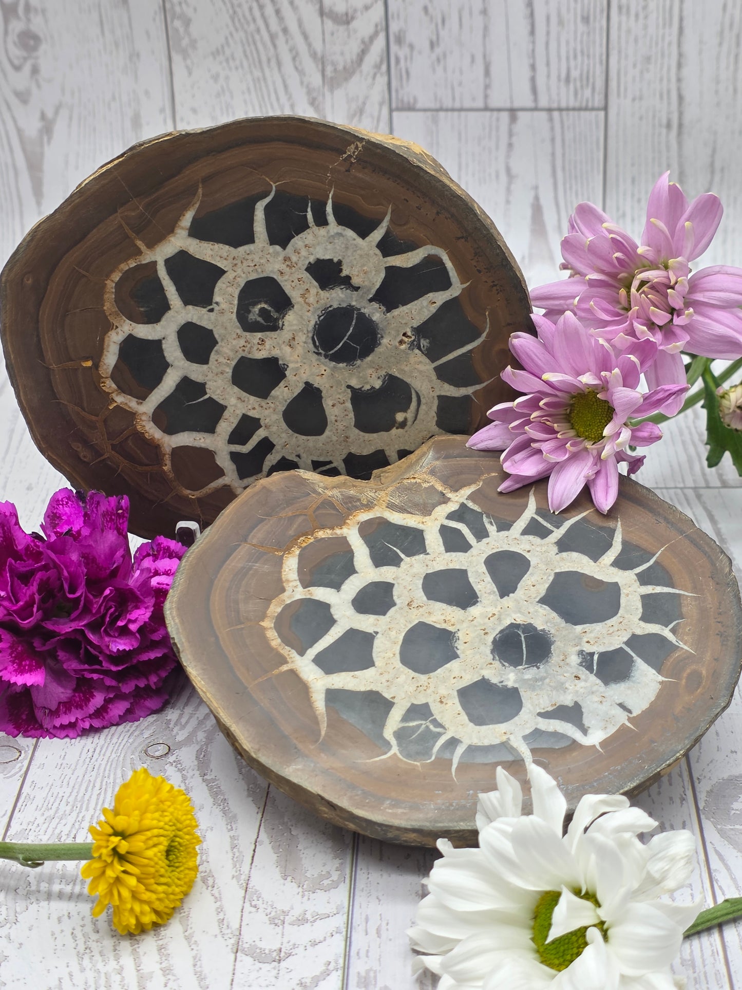 Septarian Nodule Set
