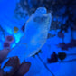 UV Reactive Selenite Slice