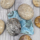 Fossilized Coral Palm Stones