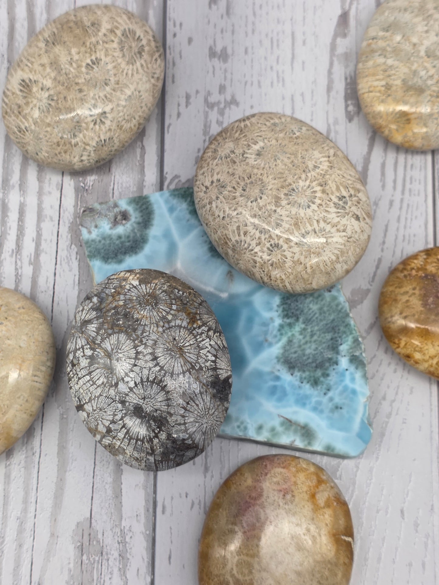 Fossilized Coral Palm Stones